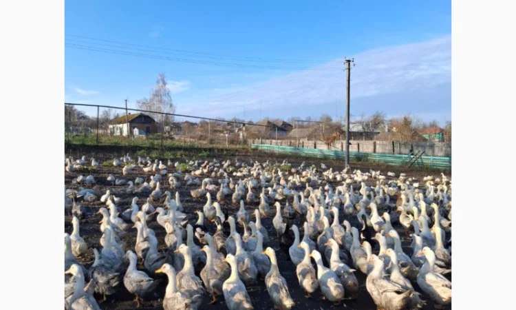 Продаются тушки домашних уток - фото № 2