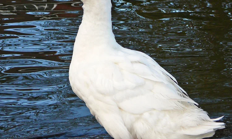 Пропонується жива качка на постійній основі - фото № 2