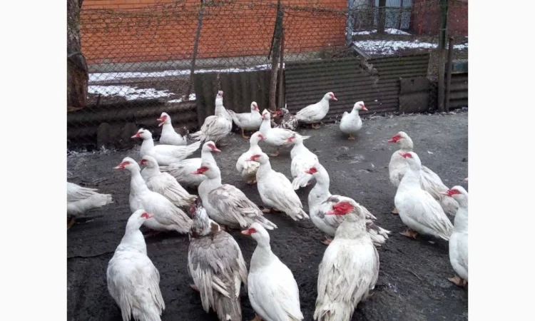 Продаются тушки индокачек оптом и в розницу - фото № 2