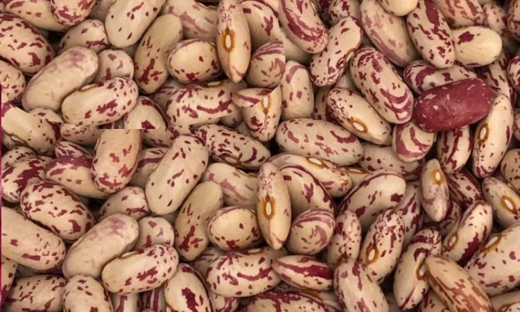 Продаж квасолі з доставкою. Пакет супровідних документів - фото № 1