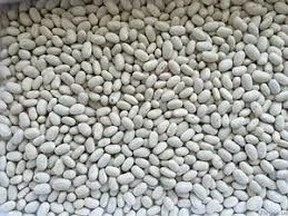 Купуємо квасолю дрібним та крупним оптом - фото № 1