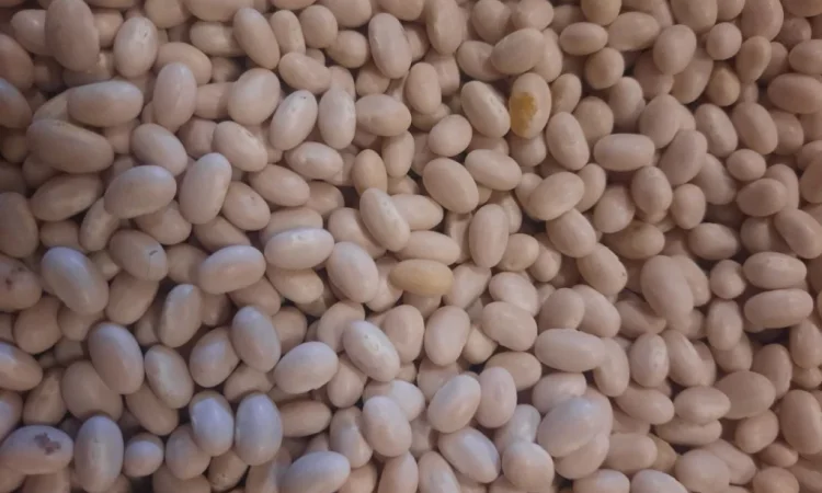 Продаж високоякісної квасолі - фото № 1