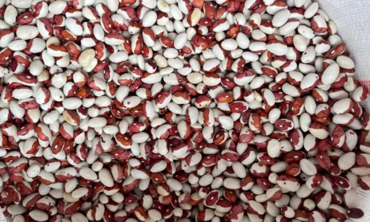 Куплю Фасоль Червона Шапочка - фото № 1