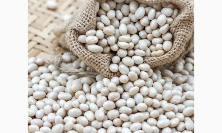 Насіння квасолі SV1893GH - І репродукція - фото № 1