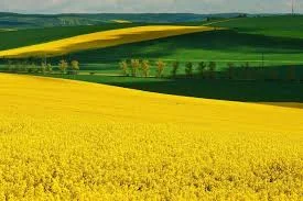 Купуємо ріпак БЕЗНАЛ - фото № 1