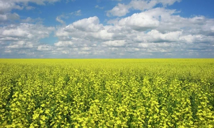 Куплю ріпак БЕЗНАЛ - фото № 1