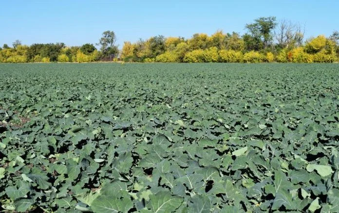 Куплю багато рапс БЕЗНал - фото № 1