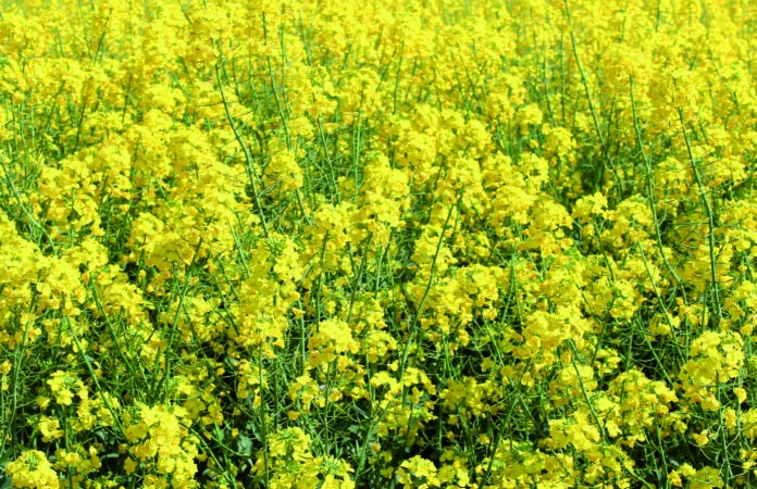 Куплю рапс з господарства БЕЗНАЛ - фото № 1