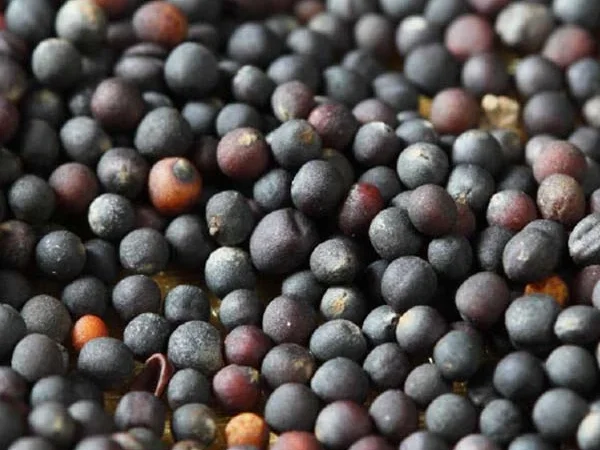 Закуповуємо Ріпак від 25 тон для Переробки Самовивіз - фото № 1