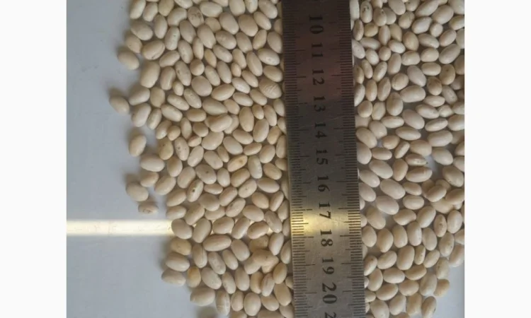 Продамо квасолю білу врожаю 2025 року - фото № 1