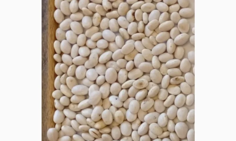 Продамо квасолю білу врожаю 2025 року - фото № 2