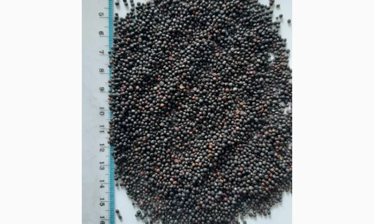 Ріпак - фото № 1