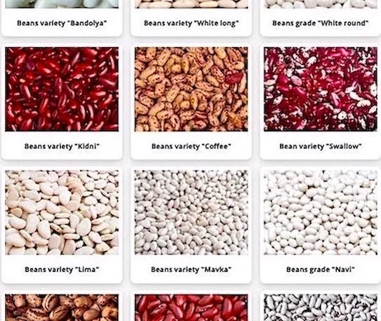 Сортова квасоля. Кідні - фото № 1