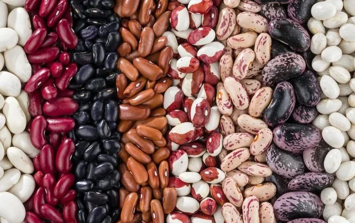 Продаем семена фасоли разных сортов - фото № 1