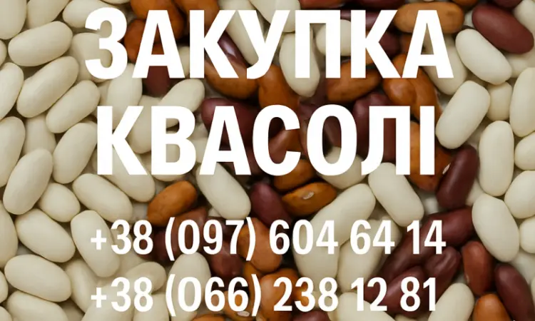 Купуємо квасолю різних сортів - фото № 1