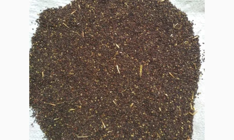 Рапс сорный - фото № 1