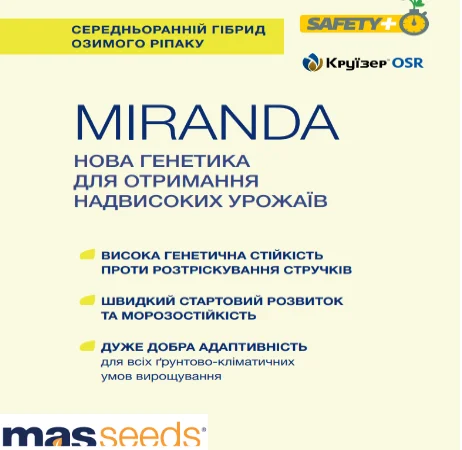 Насіння озимого ріпаку MIRANDA (Міранда) - фото № 1