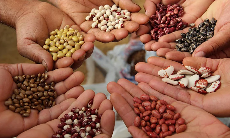 Покупаем фасоль на переработку. Принимаем белые и цветные сорта - фото № 1