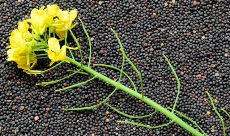 Продам ріпак - фото № 1