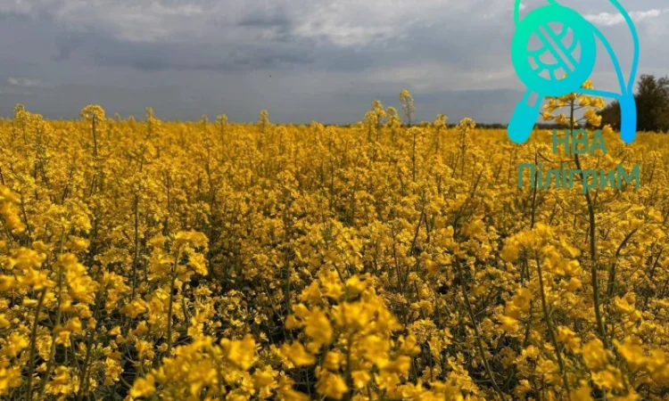 Насіння озимого ріпаку під різні технології обробітку - фото № 4