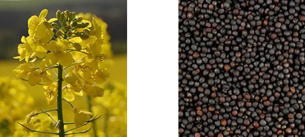 Насіння Канадського ріапка - фото № 5