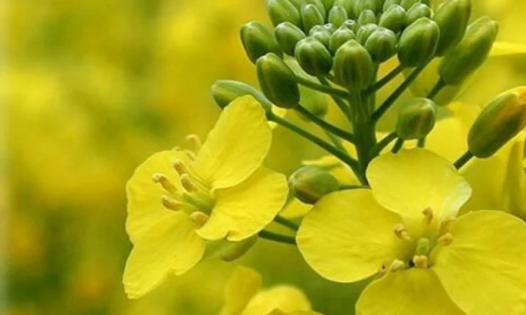 Озимый рапс Мистери - фото № 1