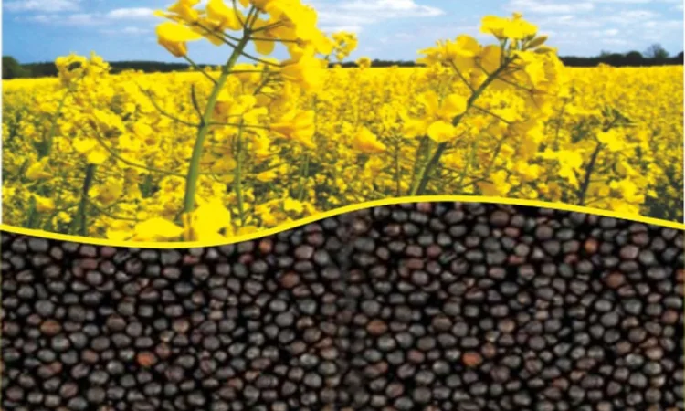 Озимый рапс Мистери - фото № 5