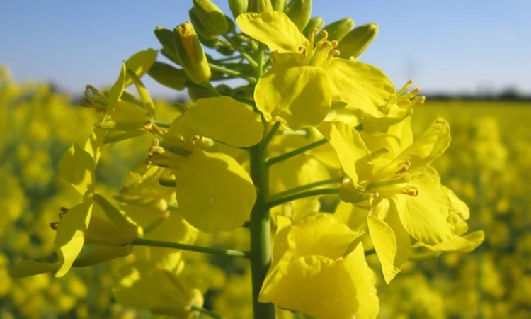 Озимый рапс Мистери - фото № 6