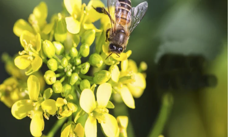 Гибрид рапса Аляска Канадские семена - фото № 1