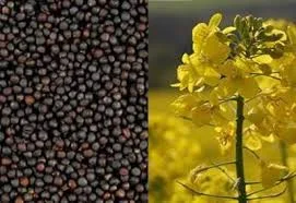 Гибрид рапса Аляска Канадские семена - фото № 6