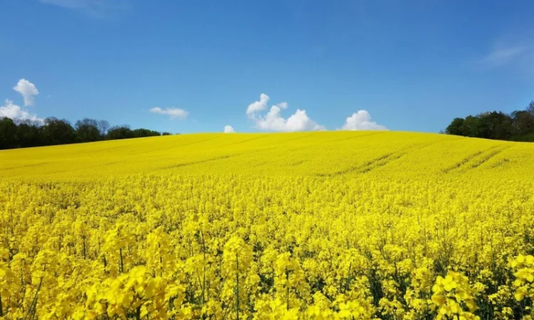 Продам Рапс Канадской селекции - фото № 2