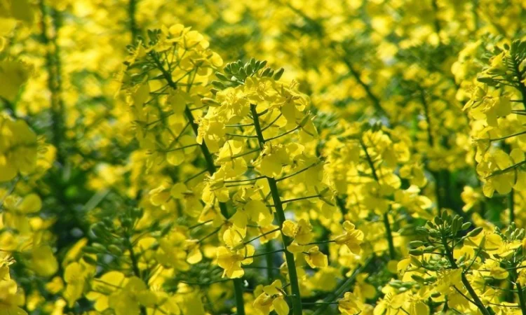 Продам Рапс Канадской селекции - фото № 3