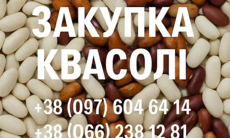 Покупаем фасоль для нужд предприятия - фото № 1