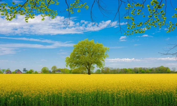 Наша компанія постійно закуповує Ріпак по всей території України - фото № 1