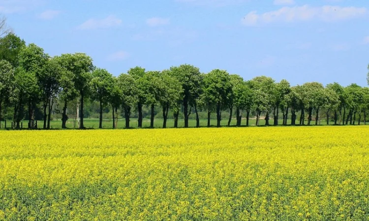 Наша компанія постійно закуповує Ріпак по всей території України - фото № 2