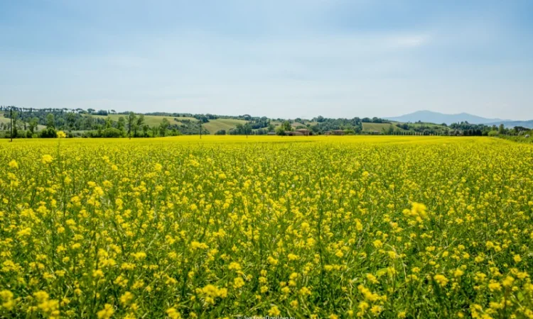 Ріпак Рапс Ріпак купуемо - фото № 1