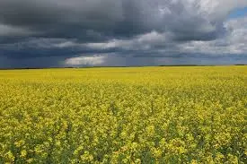 Ріпак врожаю 2024-2025 закуповуємо дорого у виробника вся Україна - фото № 1