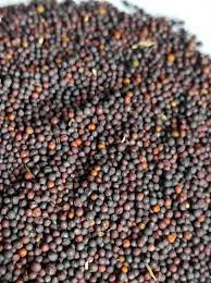 Закупаем Рапс без ГМО по всей Украине - фото № 1