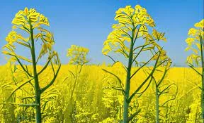 Агрокомпанія купує Ріпак по всій Україні - фото № 1