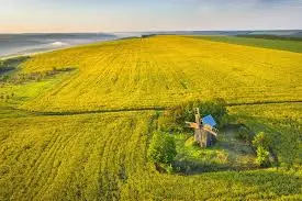 Закупка Ріпаку без ГМО по Україні - фото № 1