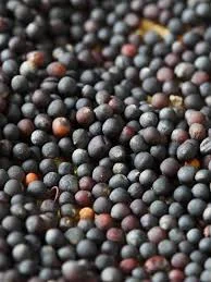 Куплю Ріпак (Рапс) з ГМО та без ГМО по всій Україні - фото № 1