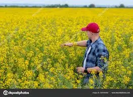 Закупаємо Ріпак без ГМО по всій Україні - фото № 1