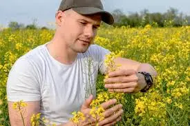 Закупаю Ріпак по 1Ф доставкою по всій Україні - фото № 1