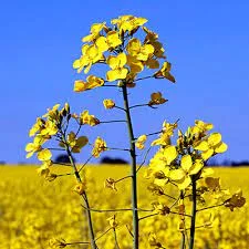 Агрокомпанія закупає Рапс без ГМО та гмо По всій Україні - фото № 1