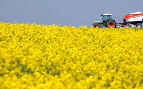 Куплю Рапс без ГМО по всей Украине - фото № 1