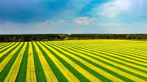 Куплю Рапс гмо и без гмо. Дорого! По всій Україні - фото № 1