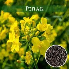 Купимо Ріпак (РАПС) Самовивіз по всій Україні - фото № 1