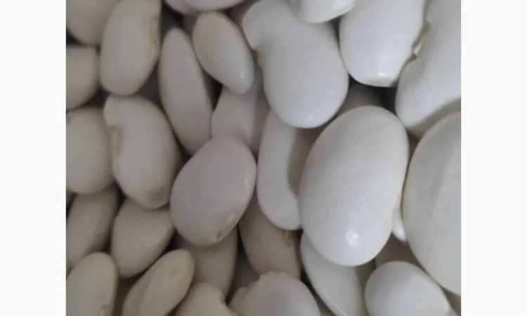 Пропонується квасоля сорту Бандоля - фото № 1