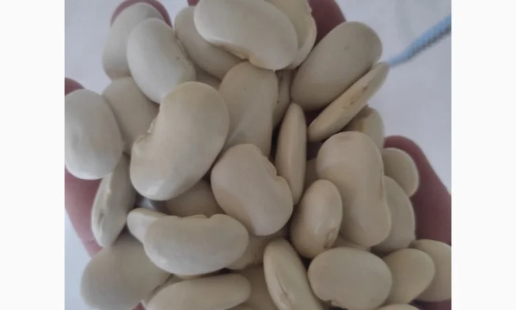 Пропонується квасоля сорту Бандоля - фото № 2