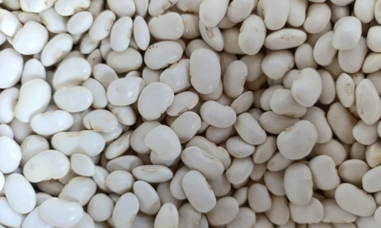 Пропонується квасоля сорту Бандоля - фото № 3